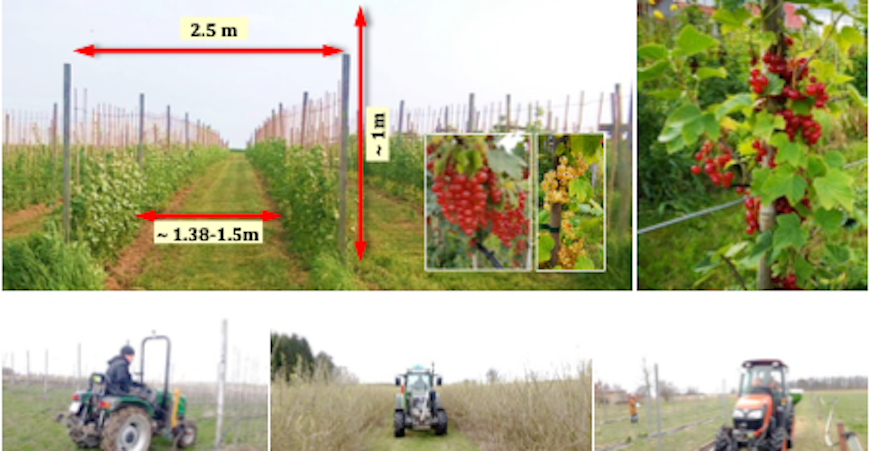 Figure 1 Shrubbery orchards: dimensions and environmental variation (Source: Weggun)